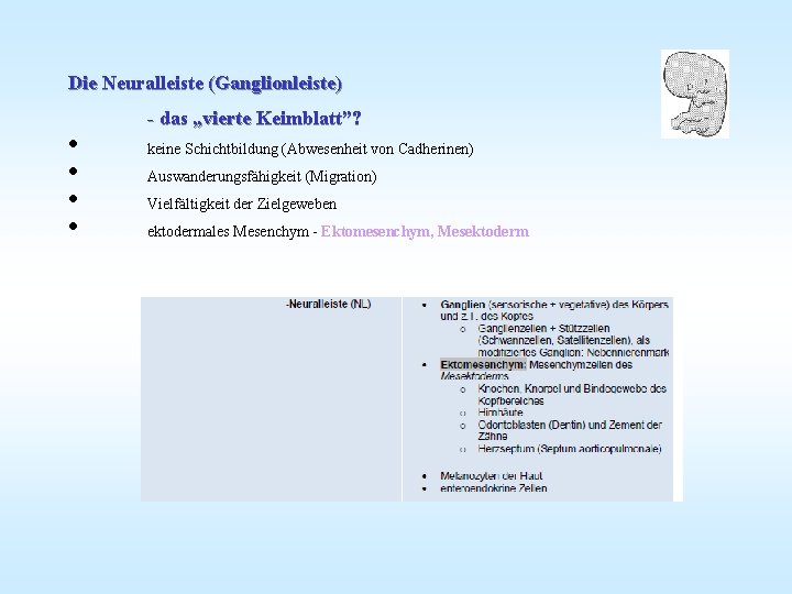 Die Neuralleiste (Ganglionleiste) • • - das „vierte Keimblatt”? keine Schichtbildung (Abwesenheit von Cadherinen)