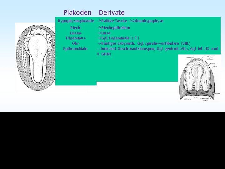 Plakoden Derivate Hypophysenplakode Rathke Tasche Adenohypophyse Riech. Linsen. Trigeminus. Ohr. Epibranchiale- Riechepithelium Linse Ggl.