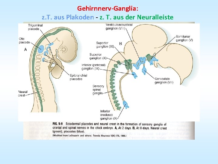 Gehirnnerv-Ganglia: z. T. aus Plakoden - z. T. aus der Neuralleiste 