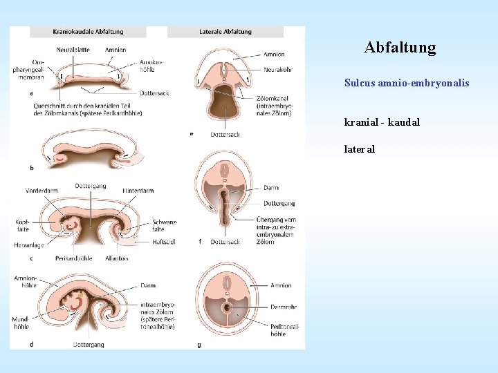 Abfaltung Sulcus amnio-embryonalis kranial - kaudal lateral 