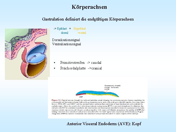 Körperachsen Gastrulation definiert die endgültigen Körperachsen -> Epiblast + Hypoblast dorsal ventral Dorsalisationssignal Ventralisationssignal