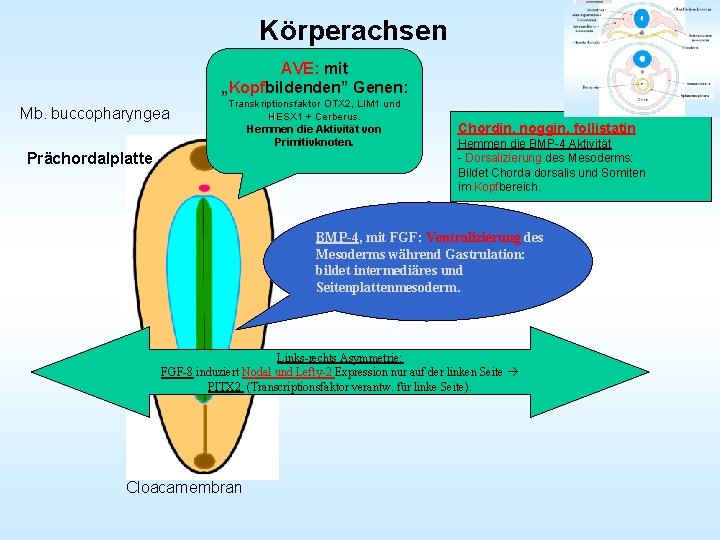 Körperachsen AVE: mit „Kopfbildenden” Genen: Mb. buccopharyngea Transkriptionsfaktor OTX 2, LIM 1 und HESX