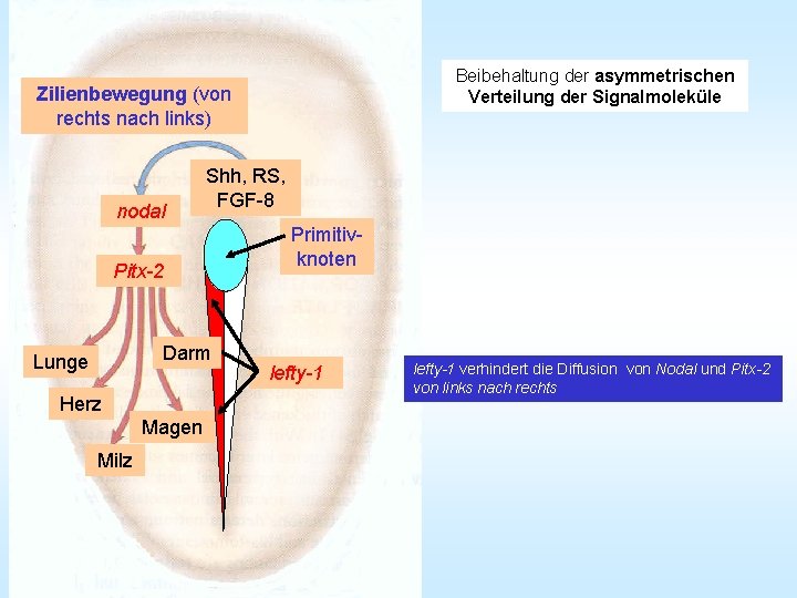 Beibehaltung der asymmetrischen Verteilung der Signalmoleküle Zilienbewegung (von rechts nach links) nodal Shh, RS,