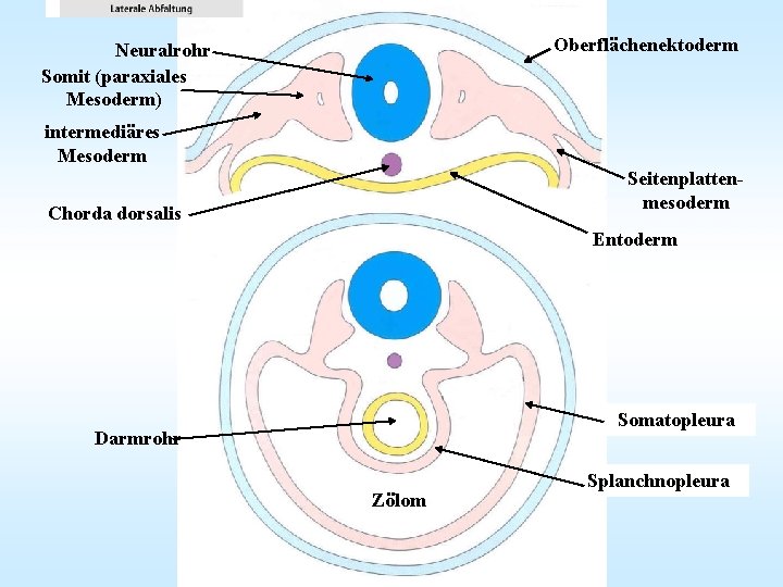 Oberflächenektoderm Neuralrohr Somit (paraxiales Mesoderm) intermediäres Mesoderm Seitenplattenmesoderm Chorda dorsalis Entoderm Somatopleura Darmrohr Zölom