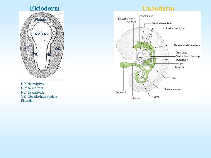 Ektoderm NP: Neuralplatte NR: Neuralrohr NL: Neuralleiste OE: Oberflachenektoderm Plakoden Endoderm 