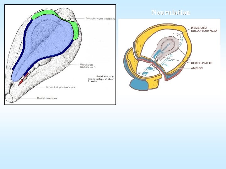 Neurulation 