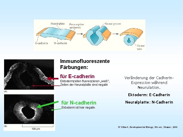 Immunofluoreszente Färbungen: für E-cadherin Ektodermzellen fluoreszieren „weiß”, Zellen der Neuralplatte sind negativ Veränderung der