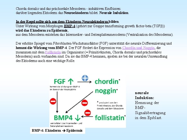 Chorda dorsalis und das prächordale Mesoderm - induktiven Einflüssen: darüber liegenden Ektoderm das Neuroektoderm