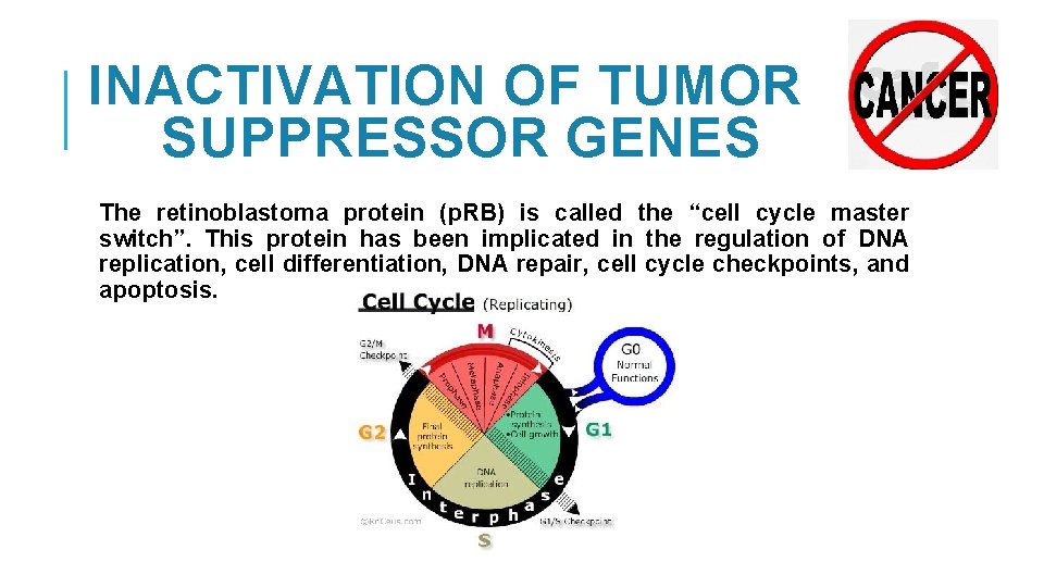 INACTIVATION OF TUMOR SUPPRESSOR GENES The retinoblastoma protein (p. RB) is called the “cell