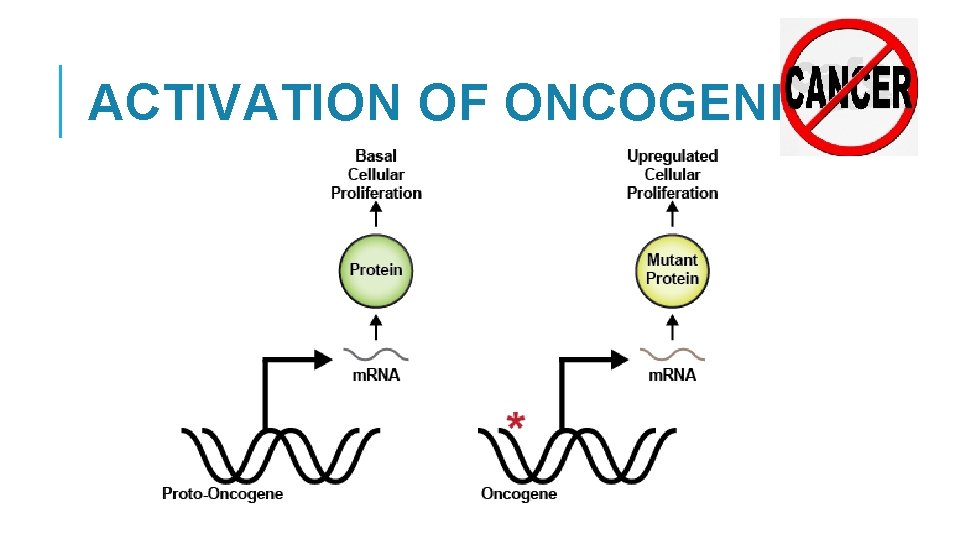 ACTIVATION OF ONCOGENES 