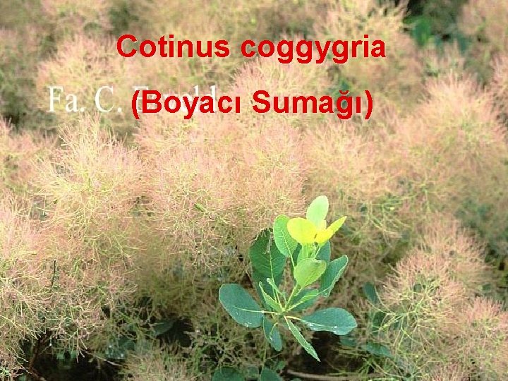 Cotinus coggygria (Boyacı Sumağı) 