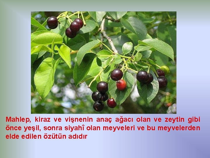 Mahlep, kiraz ve vişnenin anaç ağacı olan ve zeytin gibi önce yeşil, sonra siyahî