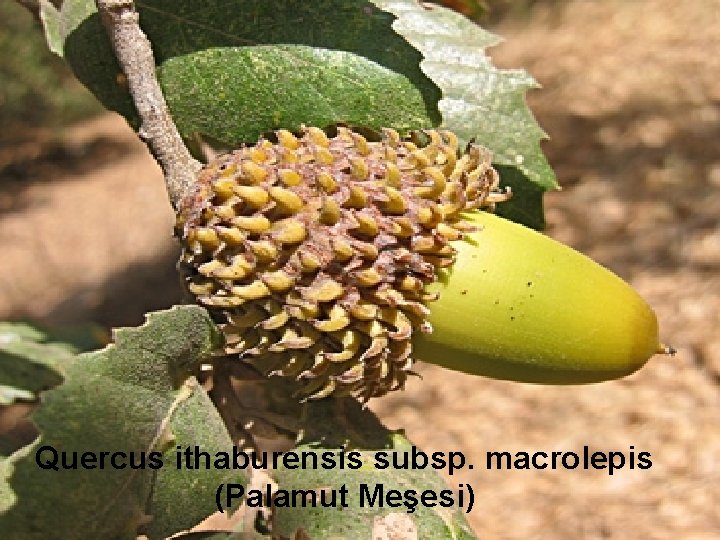 Quercus ithaburensis subsp. macrolepis (Palamut Meşesi) 