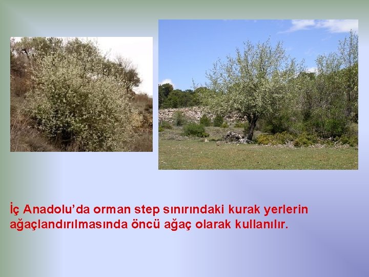 İç Anadolu’da orman step sınırındaki kurak yerlerin ağaçlandırılmasında öncü ağaç olarak kullanılır. 