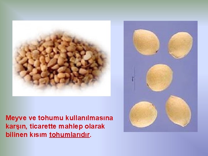 Meyve ve tohumu kullanılmasına karşın, ticarette mahlep olarak bilinen kısım tohumlarıdır. 