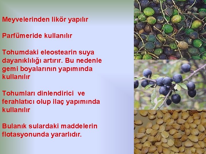 Meyvelerinden likör yapılır Parfümeride kullanılır Tohumdaki eleostearin suya dayanıklılığı artırır. Bu nedenle gemi boyalarının