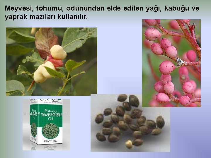 Meyvesi, tohumu, odunundan elde edilen yağı, kabuğu ve yaprak mazıları kullanılır. 
