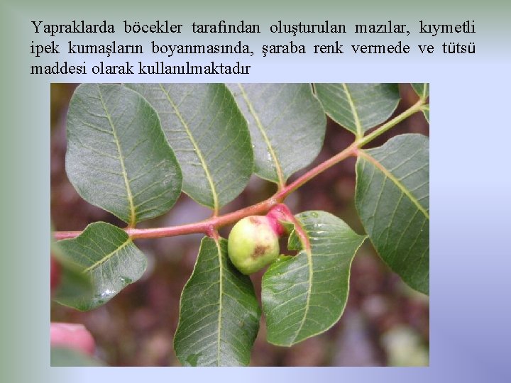 Yapraklarda böcekler tarafından oluşturulan mazılar, kıymetli ipek kumaşların boyanmasında, şaraba renk vermede ve tütsü