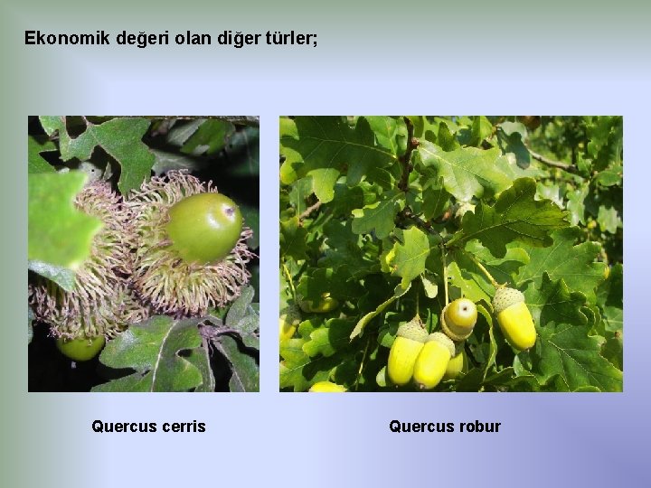 Ekonomik değeri olan diğer türler; Quercus cerris Quercus robur 