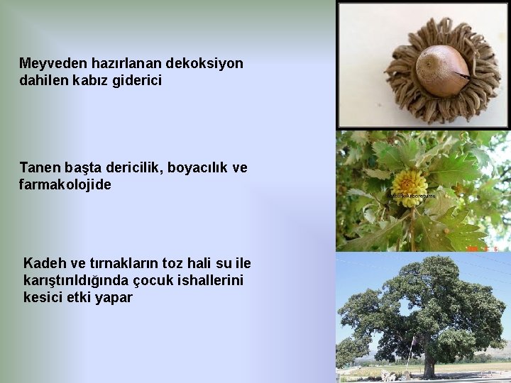 Meyveden hazırlanan dekoksiyon dahilen kabız giderici Tanen başta dericilik, boyacılık ve farmakolojide Kadeh ve