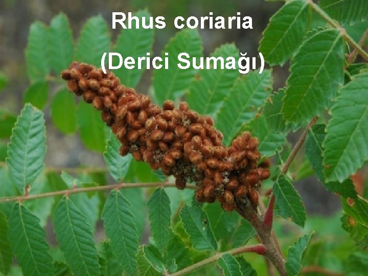 Rhus coriaria (Derici Sumağı) 