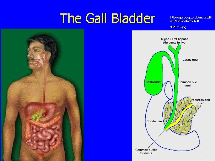 The Gall Bladder http: //gensurg. co. uk/images/Bil iary%20 anatomy%20%20 hsk. jpg 