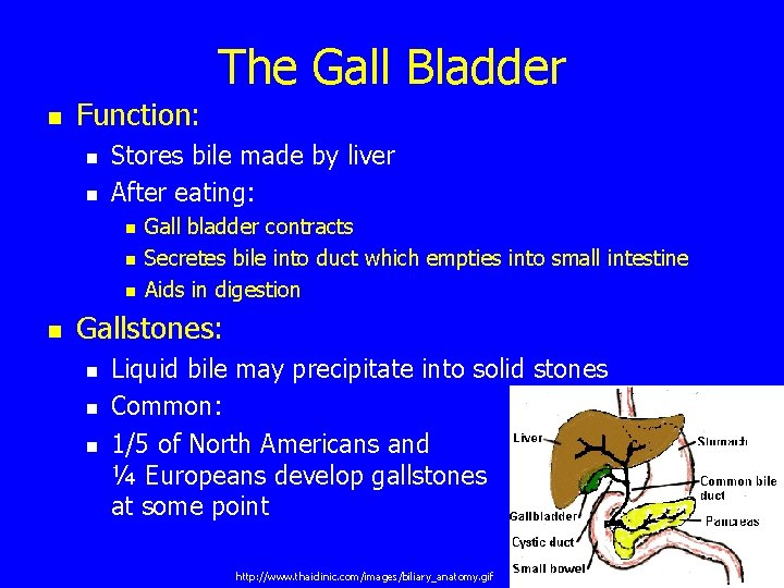 The Gall Bladder n Function: n n Stores bile made by liver After eating: