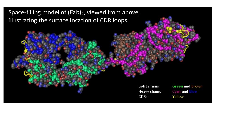 Space-filling model of (Fab)2, viewed from above, illustrating the surface location of CDR loops