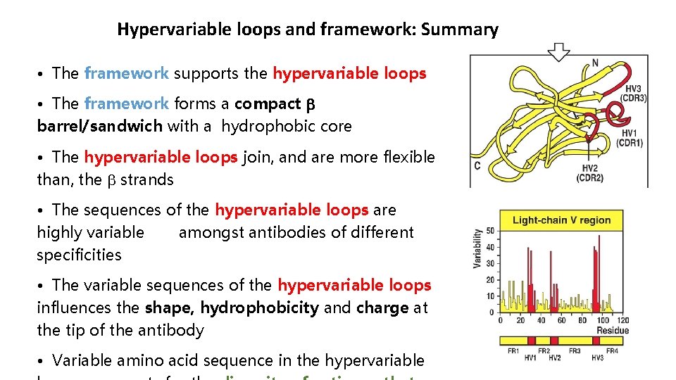 Hypervariable loops and framework: Summary • The framework supports the hypervariable loops • The