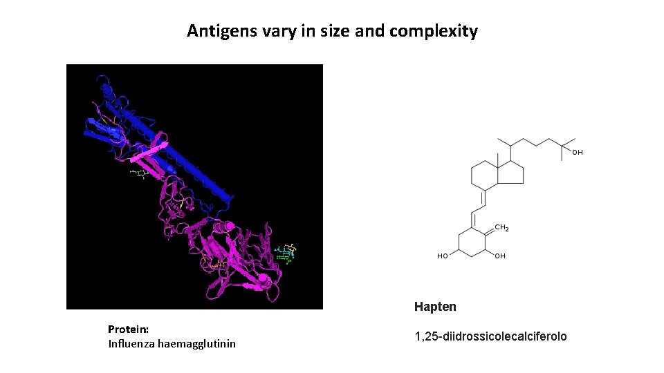 Antigens vary in size and complexity Hapten Protein: Influenza haemagglutinin 1, 25 -diidrossicolecalciferolo 