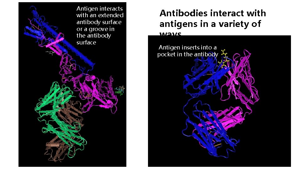 Antigen interacts with an extended antibody surface or a groove in the antibody surface