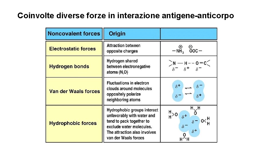 Coinvolte diverse forze in interazione antigene-anticorpo 