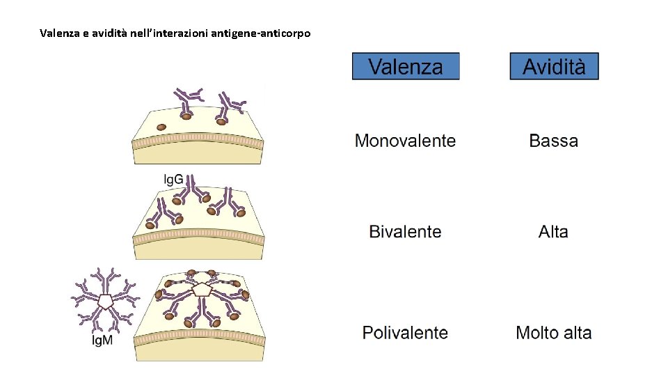 Valenza e avidità nell’interazioni antigene-anticorpo 