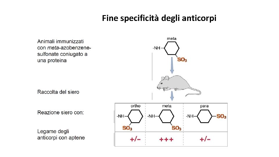 Fine specificità degli anticorpi 