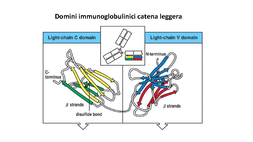 Domini immunoglobulinici catena leggera 