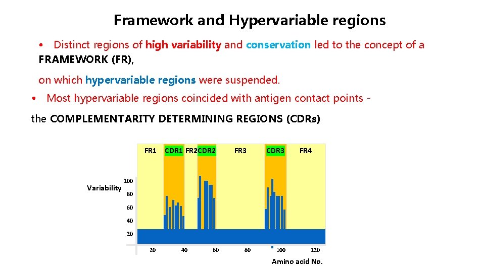 Framework and Hypervariable regions • Distinct regions of high variability and conservation led to