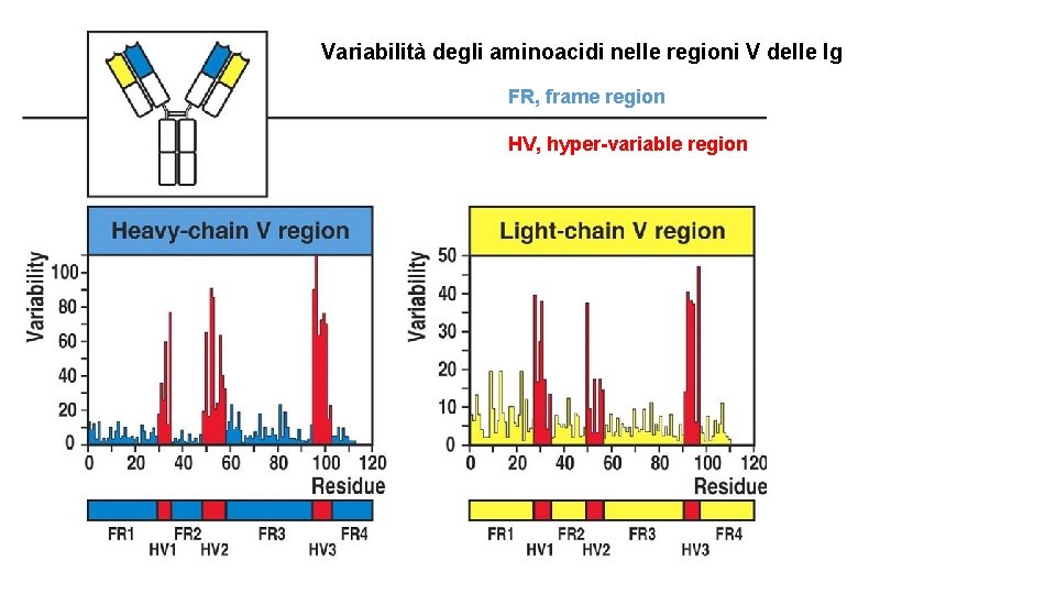 Variabilità degli aminoacidi nelle regioni V delle Ig FR, frame region HV, hyper-variable region