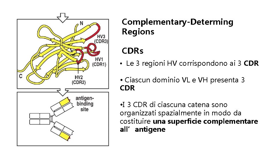 Complementary-Determing Regions CDRs • Le 3 regioni HV corrispondono ai 3 CDR • Ciascun