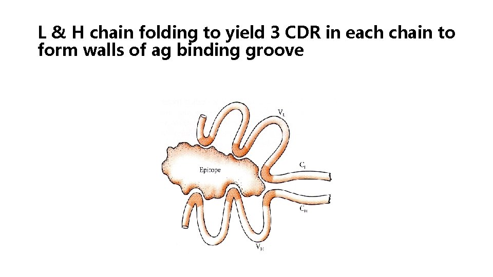 L & H chain folding to yield 3 CDR in each chain to form