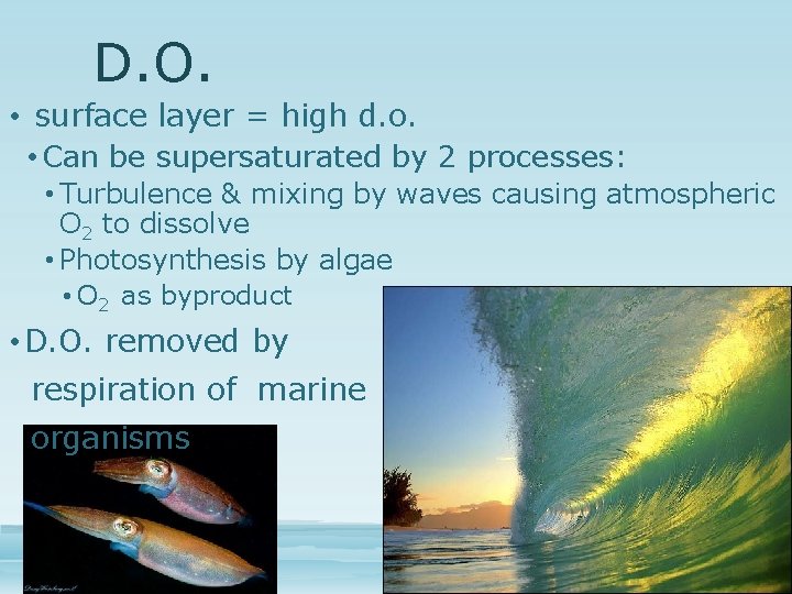 D. O. • surface layer = high d. o. • Can be supersaturated by