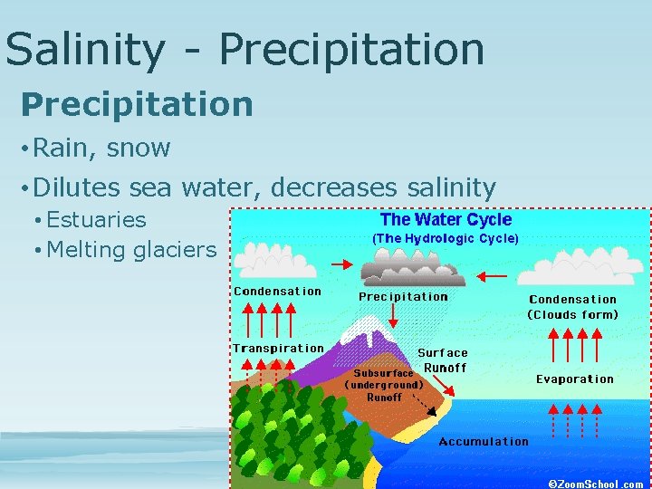 Salinity - Precipitation • Rain, snow • Dilutes sea water, decreases salinity • Estuaries