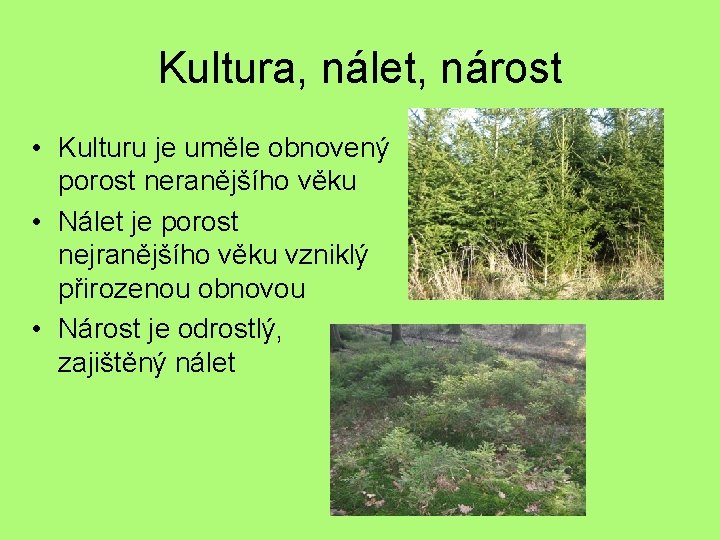 Kultura, nálet, nárost • Kulturu je uměle obnovený porost neranějšího věku • Nálet je