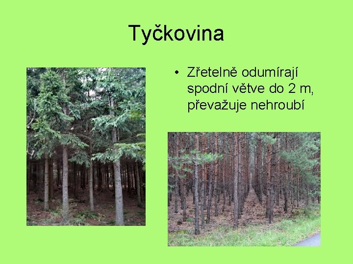 Tyčkovina • Zřetelně odumírají spodní větve do 2 m, převažuje nehroubí 