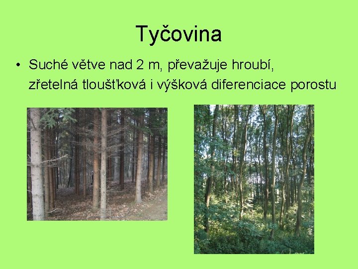 Tyčovina • Suché větve nad 2 m, převažuje hroubí, zřetelná tloušťková i výšková diferenciace