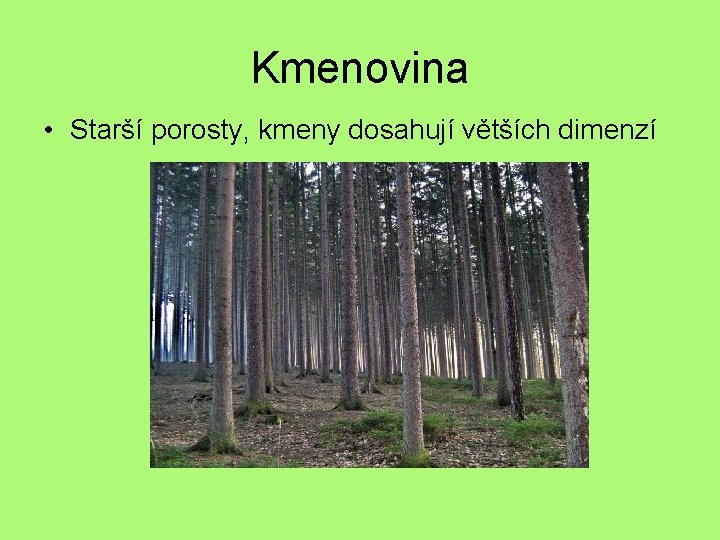 Kmenovina • Starší porosty, kmeny dosahují větších dimenzí 