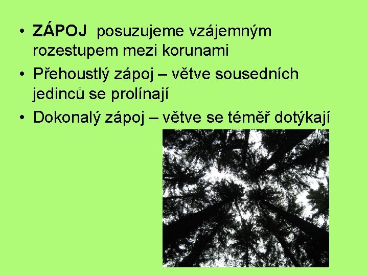  • ZÁPOJ posuzujeme vzájemným rozestupem mezi korunami • Přehoustlý zápoj – větve sousedních