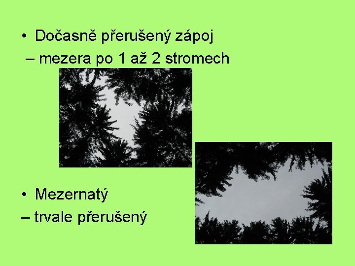  • Dočasně přerušený zápoj – mezera po 1 až 2 stromech • Mezernatý