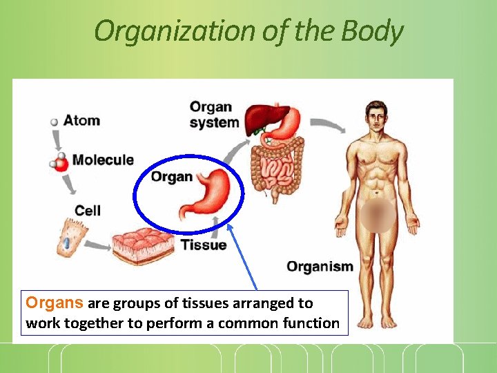 Organization of the Body Organs are groups of tissues arranged to work together to