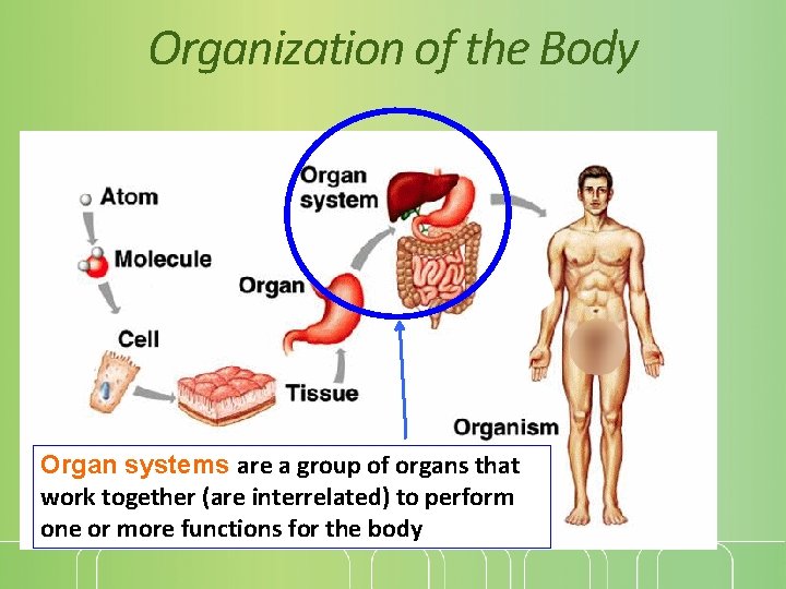 Organization of the Body Organ systems are a group of organs that work together