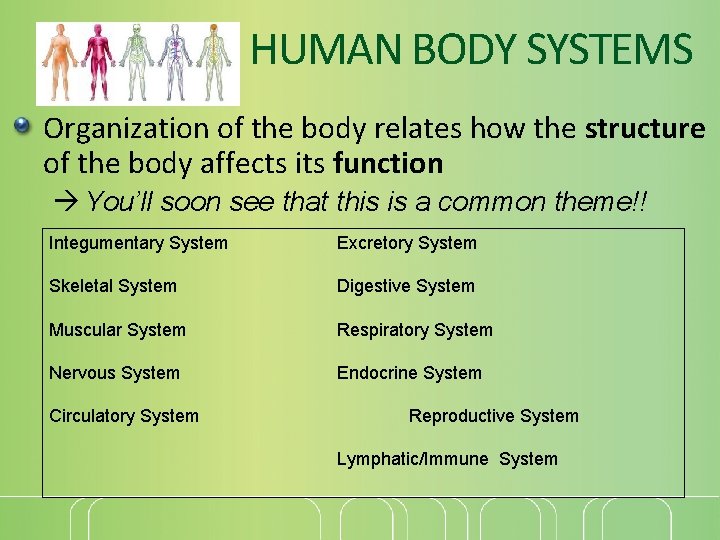 HUMAN BODY SYSTEMS Organization of the body relates how the structure of the body